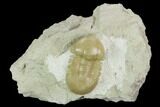 Nice, Caudillaenus Oblongatus Trilobite - Russia #125508-1